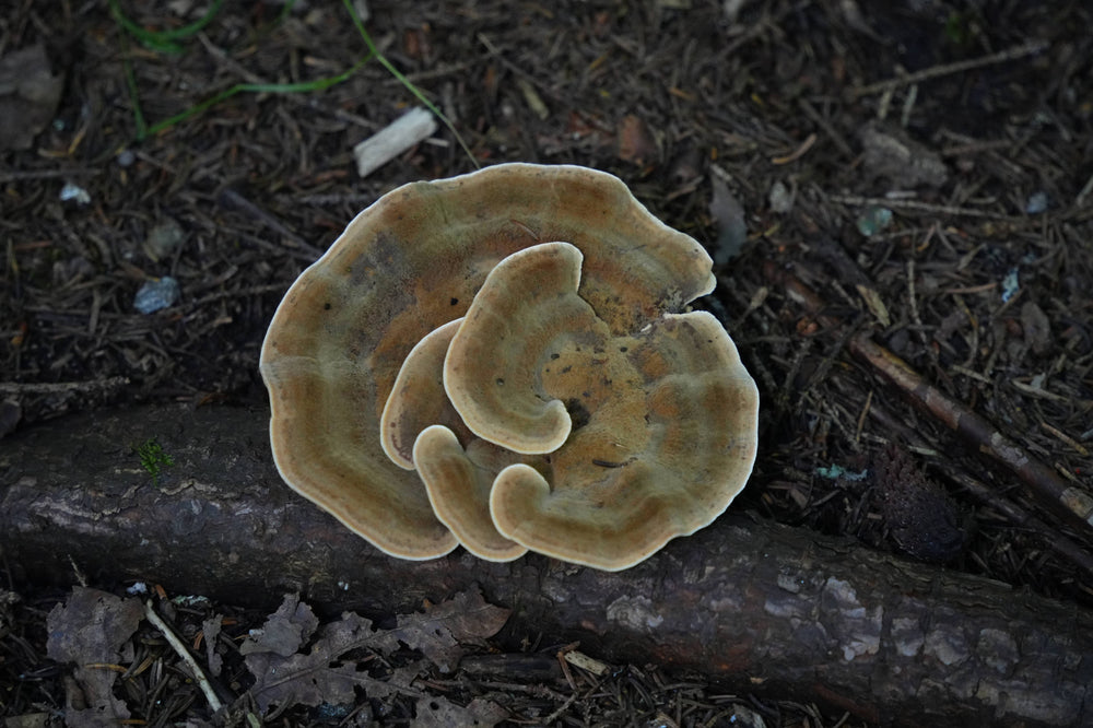 Velvet Top Fungus [Phaeolus schweinitzii]