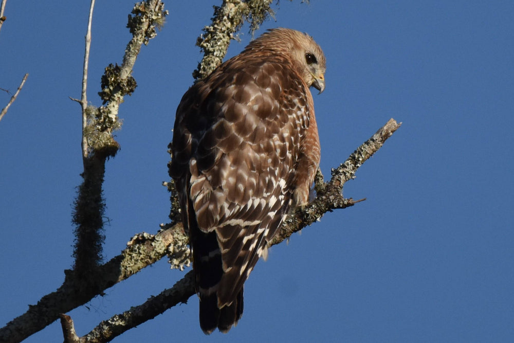Red-Shouldered Hawk [Buteo lineatus]