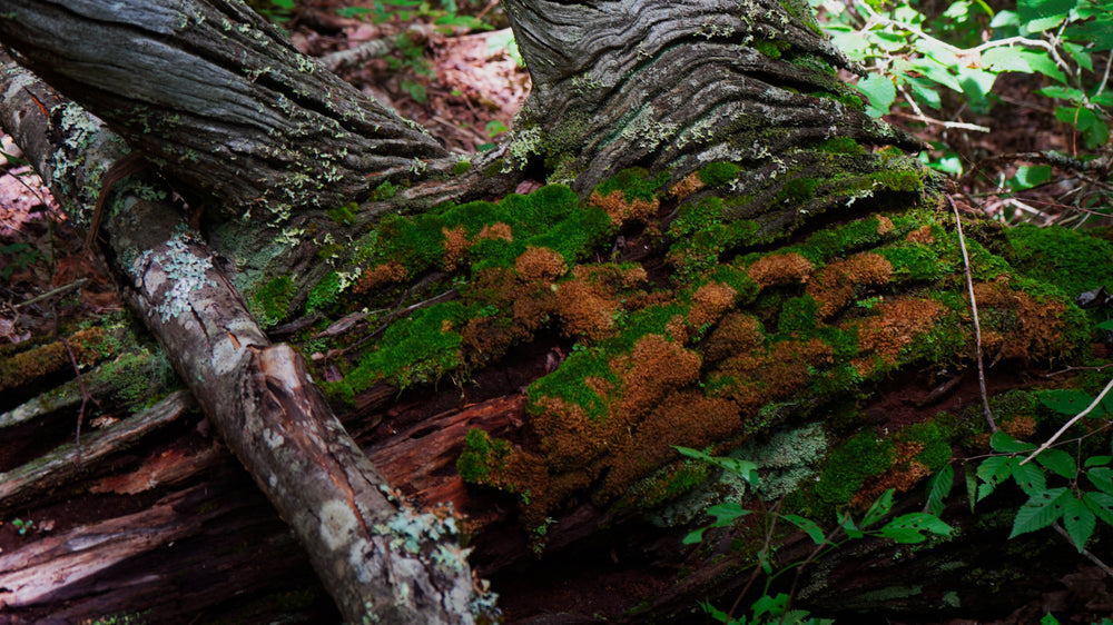 Fungus