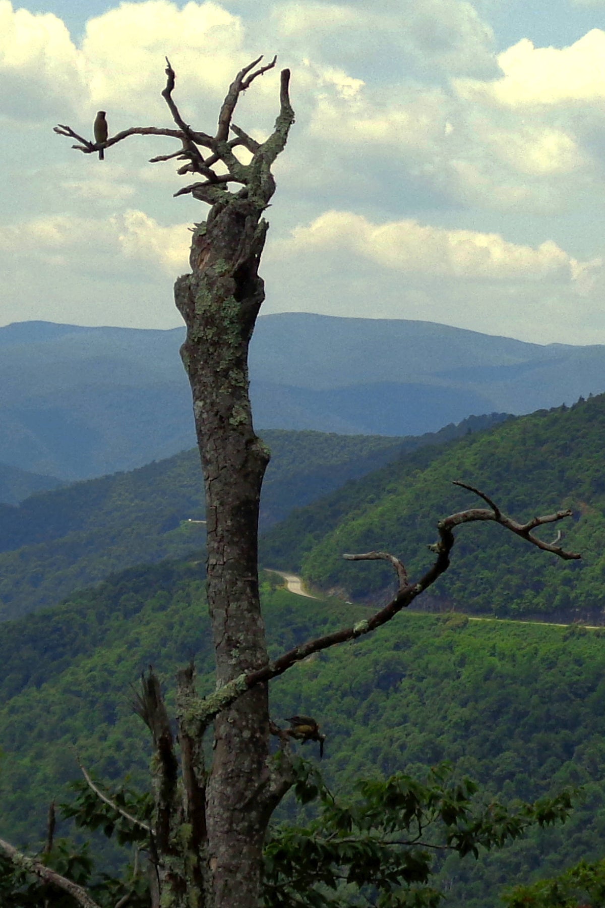 Blue Ridge Parkway from Little Bald Mountain near Mount Pisgah