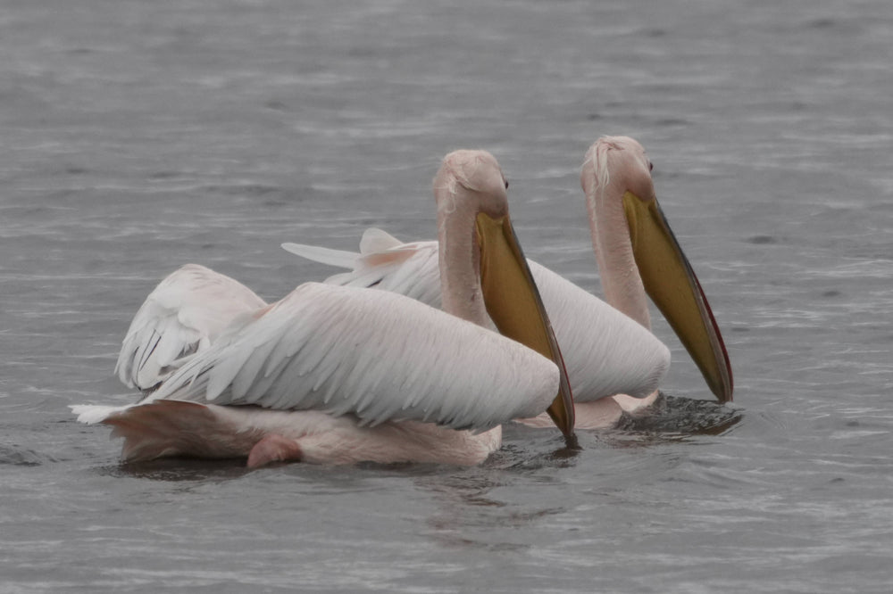 Great White Pelican [Pelecanus onocrotalus], Ngorongoro Crater
