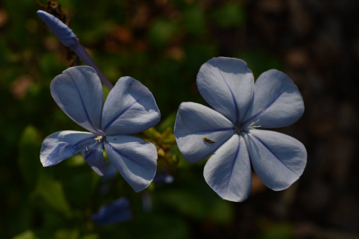 Cape Leadwort [Plumbago auriculata]