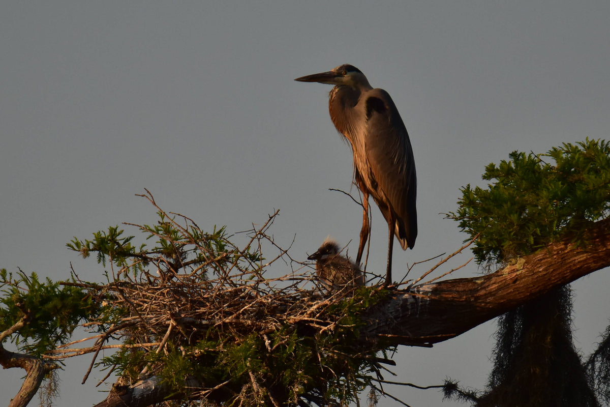 Great Blue Heron [Ardea herodias]