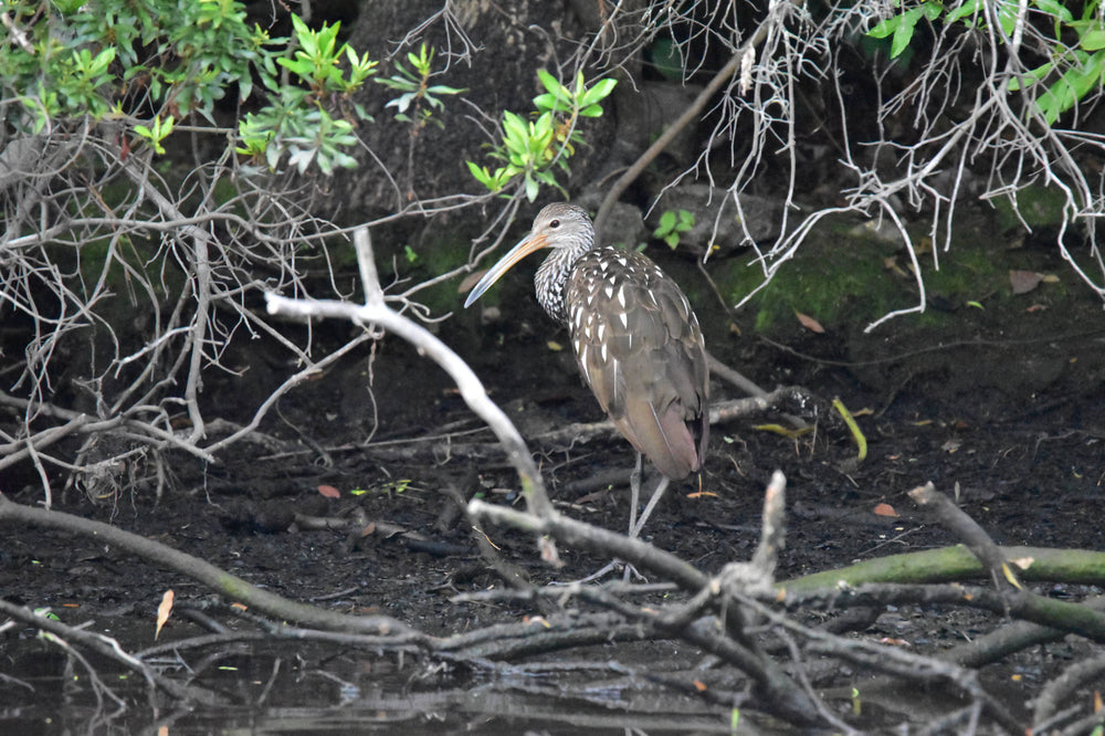 Limpkin [Aramus guarauna]