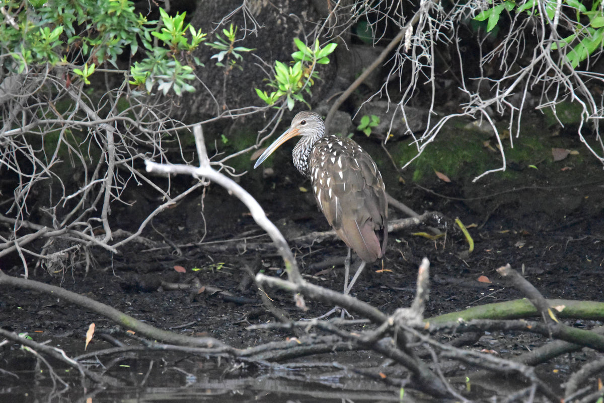 Limpkin [Aramus guarauna]