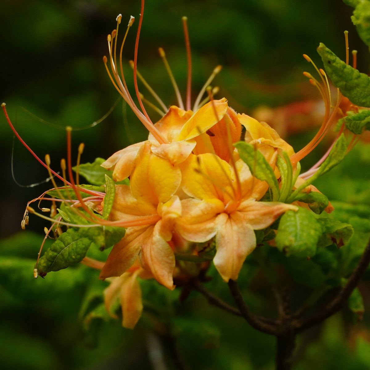 Flame Azalea [Rhododendron calendulaceum]