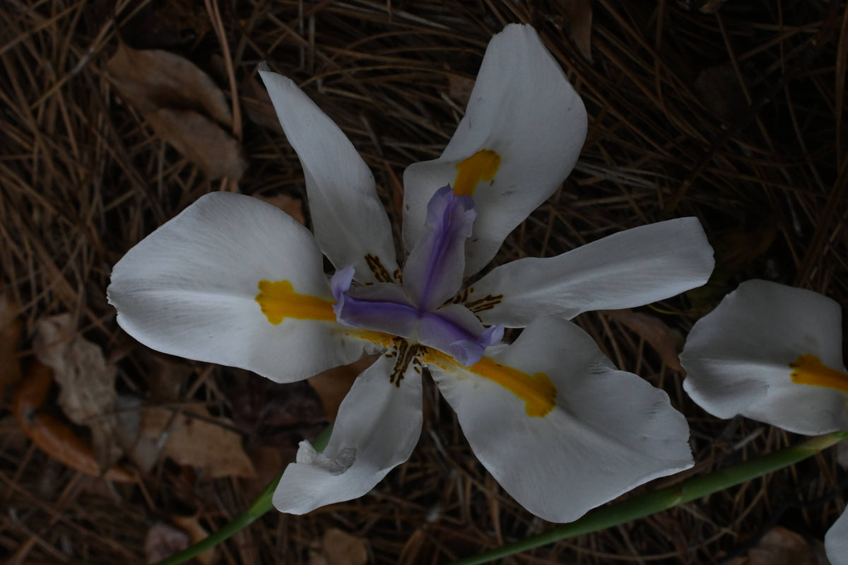 Fairy iris [Dietes grandiflora]