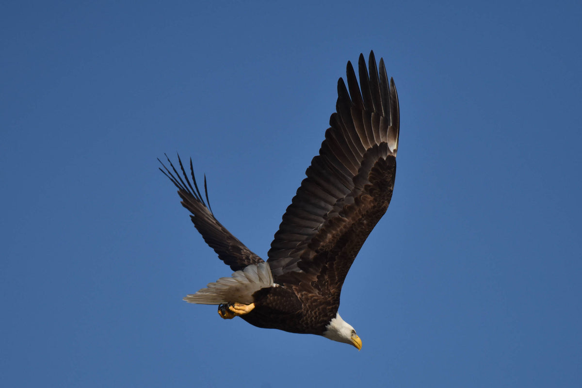 Bald Eagle [Haliaeetus leucocephalus]