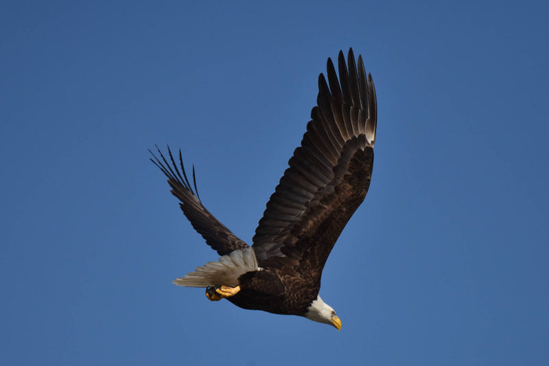 Bald Eagle [Haliaeetus leucocephalus]