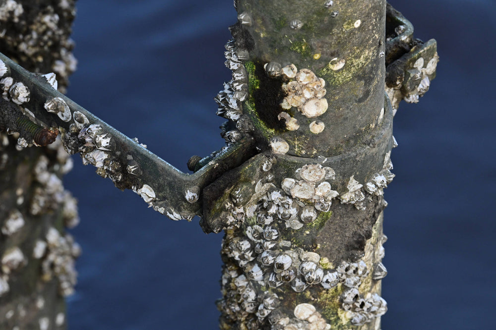 Barnacle Colony