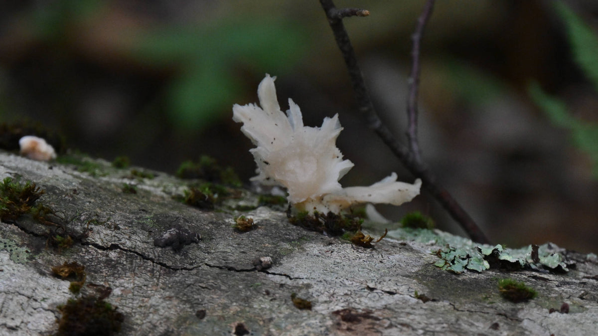 Snow Fungus [Tremella fuciformis]