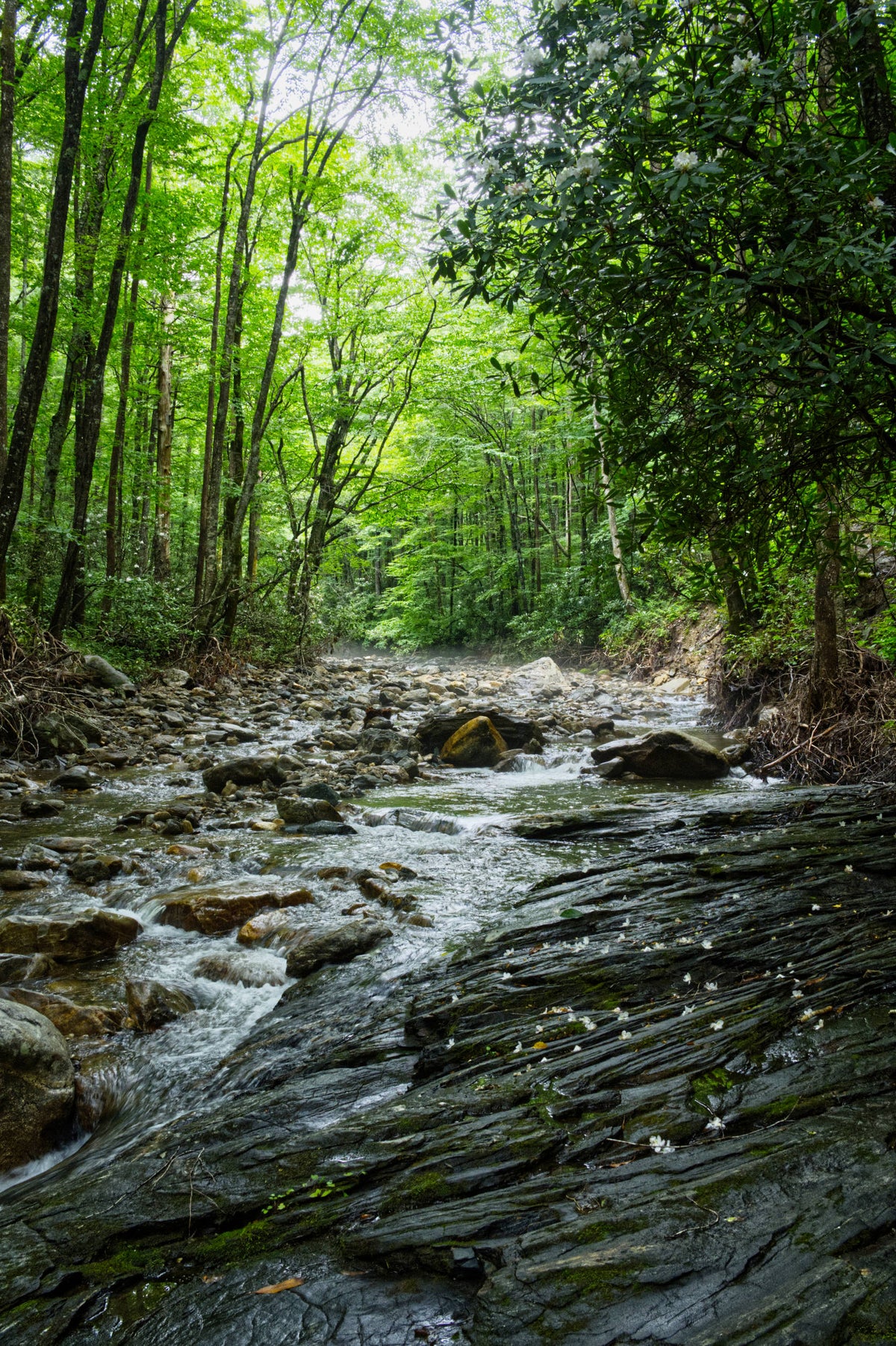 Daniel Ridge Trail at Davidson River