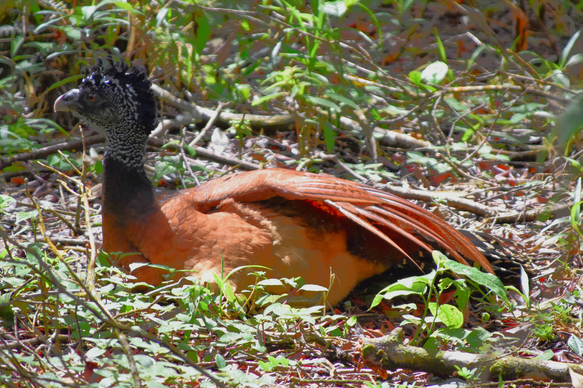 Great Curassow [Crax rubia]