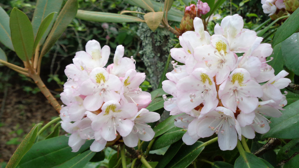 [rhododendron maximum]
