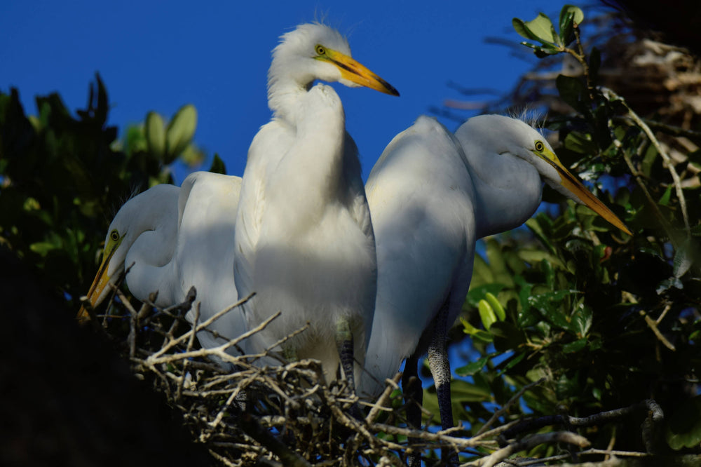 Great Egret [Ardea alba]