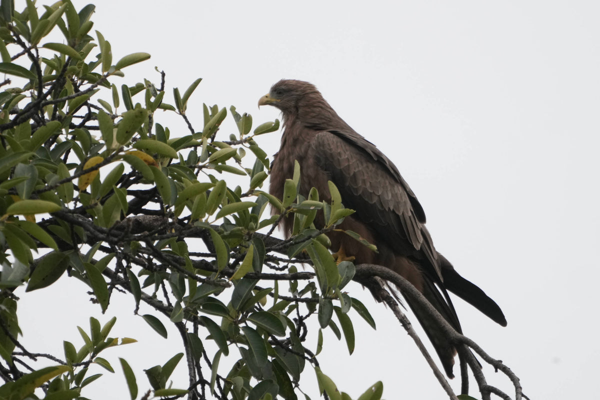 Black Kite [Milvus migrans] in the Ngorongoro Crater, Tanzania