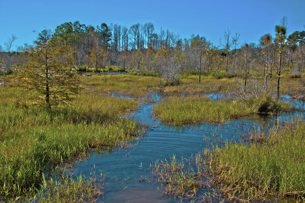 Brackish Marsh, Tributary of St. Johns River