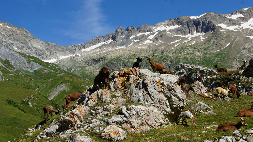 Tour of Mont Blanc Trail near Swiss Border