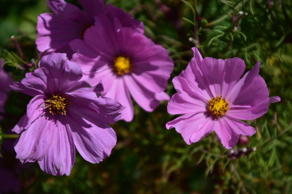 Garden Cosmos [Cosmos bipnnatus]