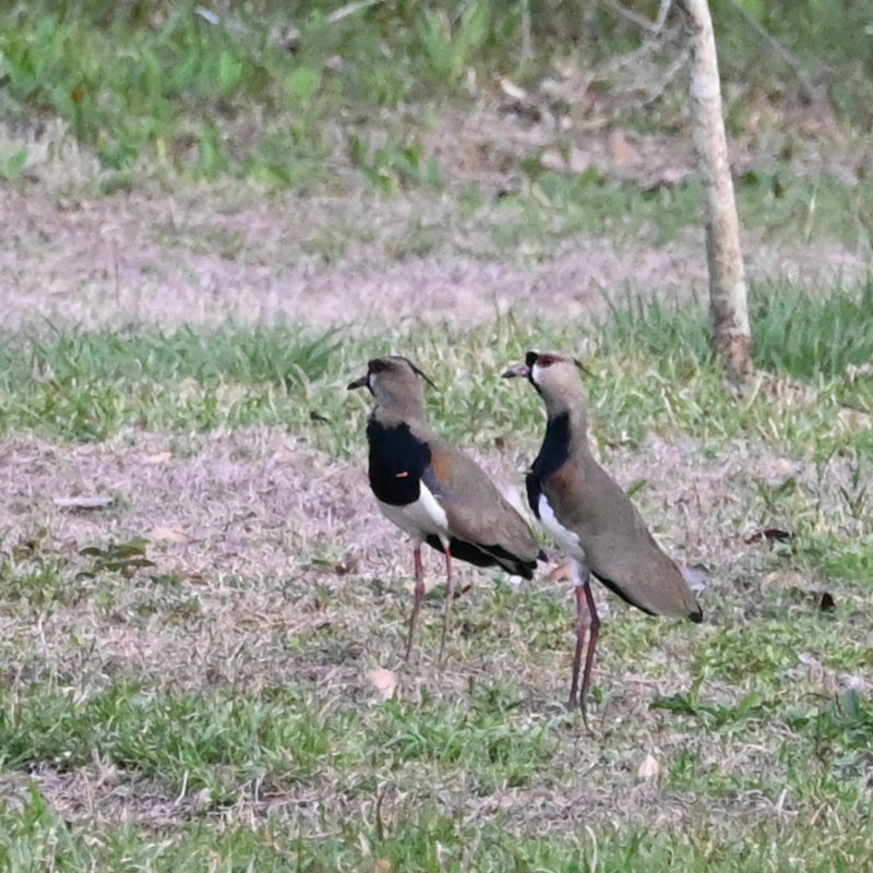 Southern Lapwing [Varrellus chilensis]