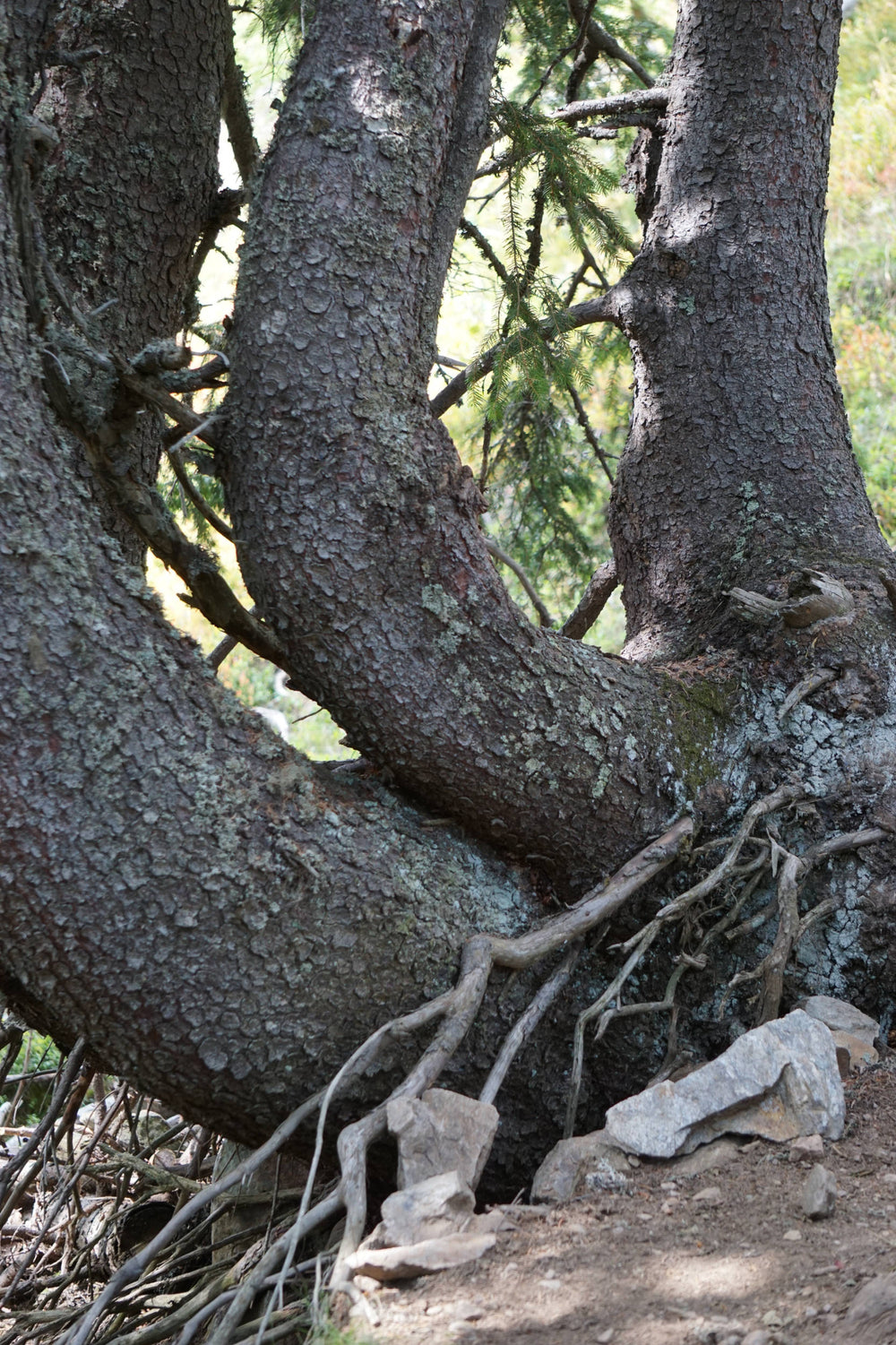 Trees Three