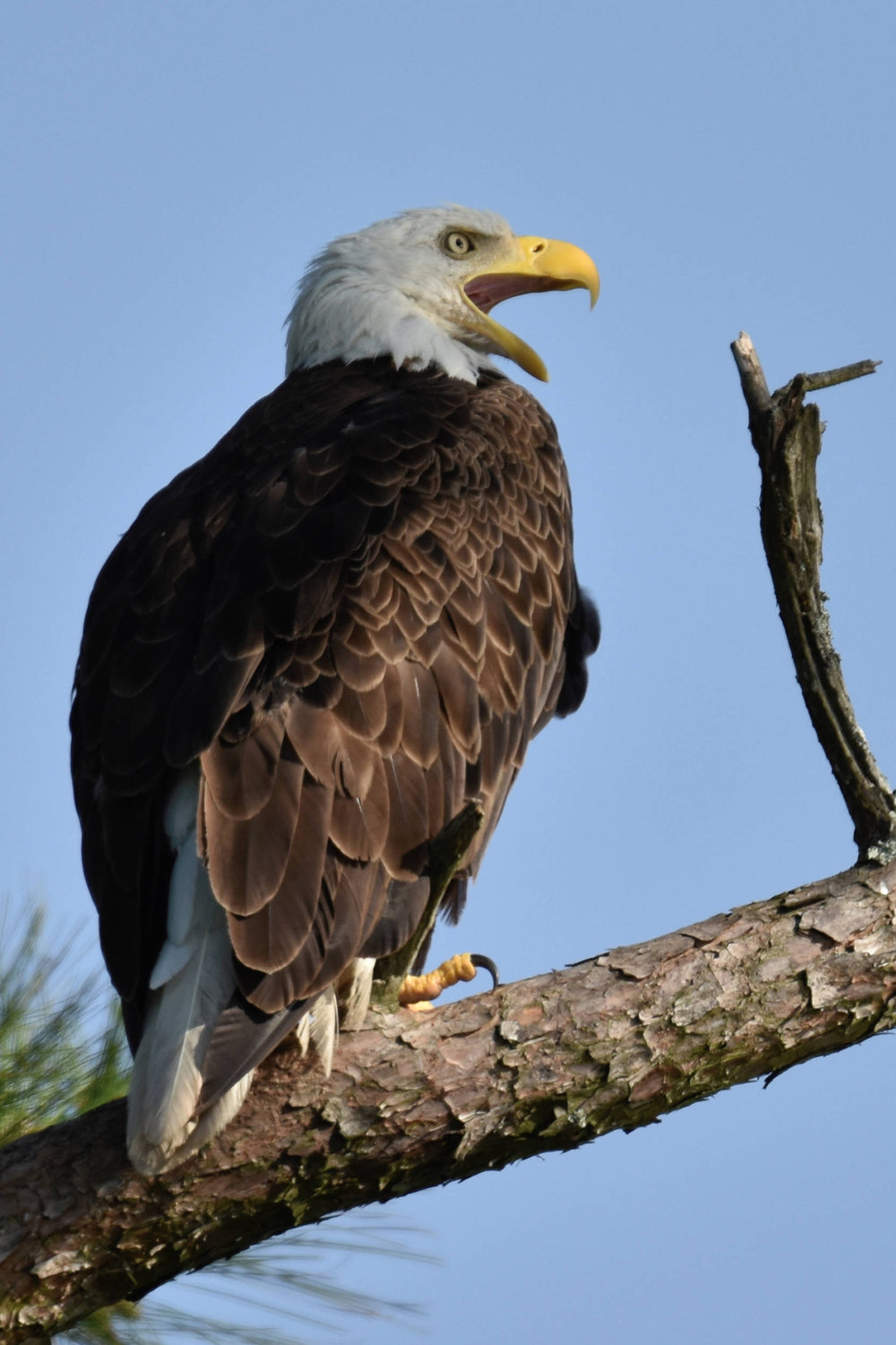 Bald Eagle [Haliaeetus leucocephalus]