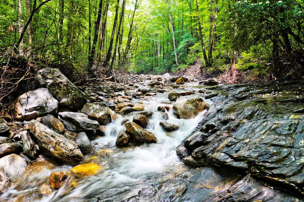 Davidson River near Right Fork in Pisgah National Forest