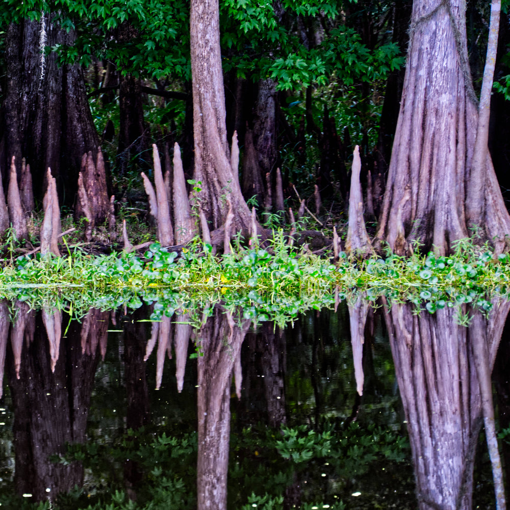 Bald Cypress [Taxodium distichum], Blue Springs