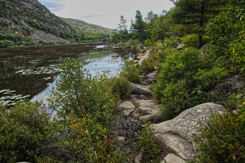 Cranberry Patch, Acadia National Park