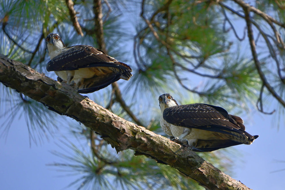 American Osprey [Pandion haliatus carolinesis]