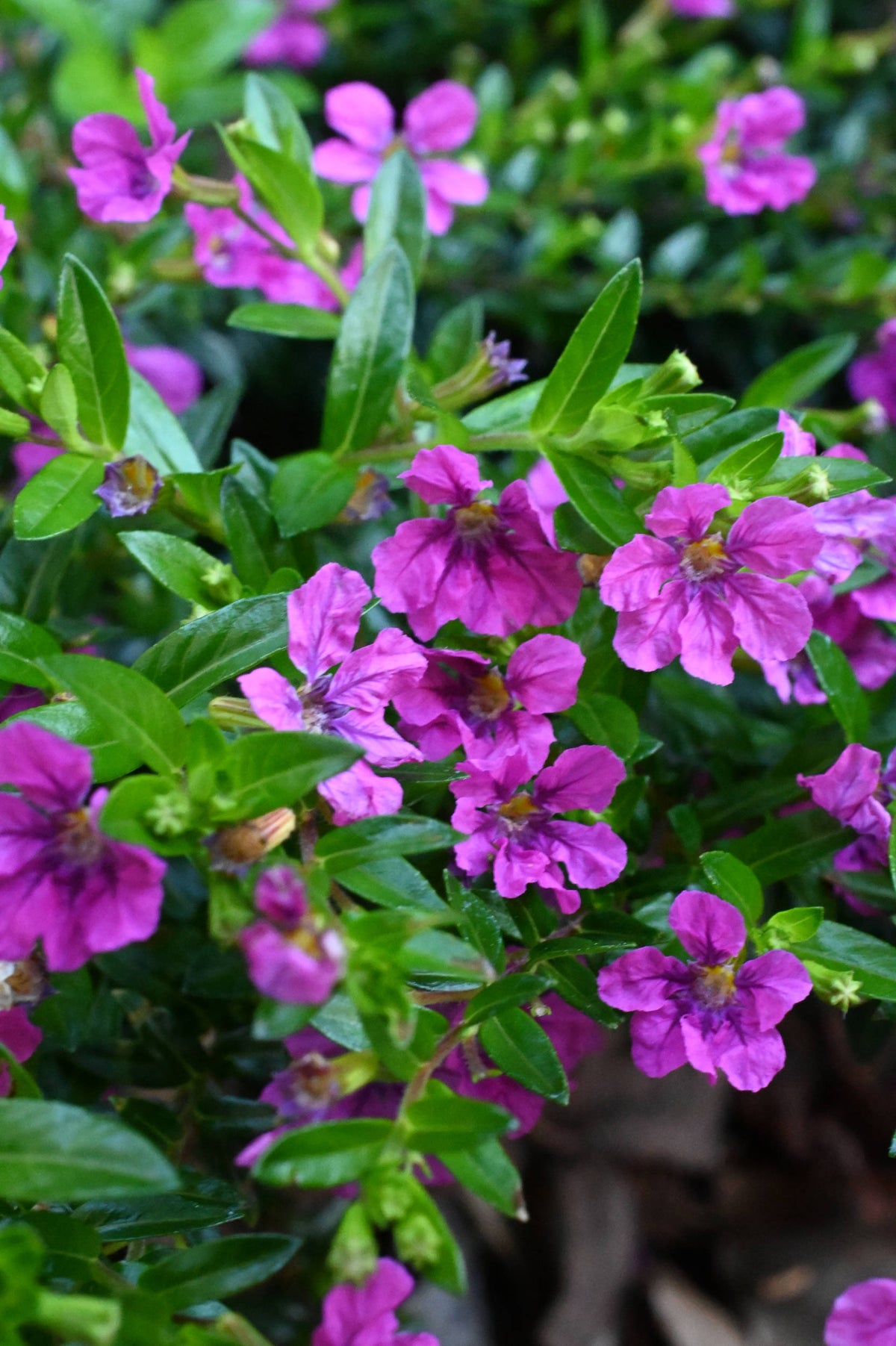 Mexican Heather [Cuphea hyssopifolia]