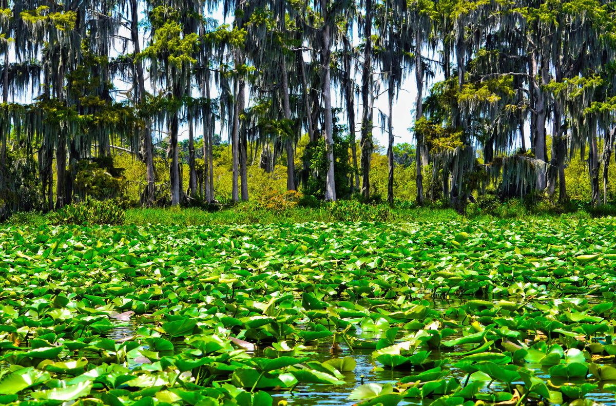 Lake Lochloosa