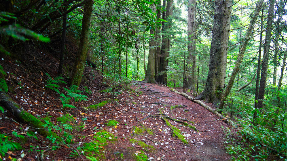 Mountains to Sea Tr. near Mt Hardy in Middle Prong Wilderness