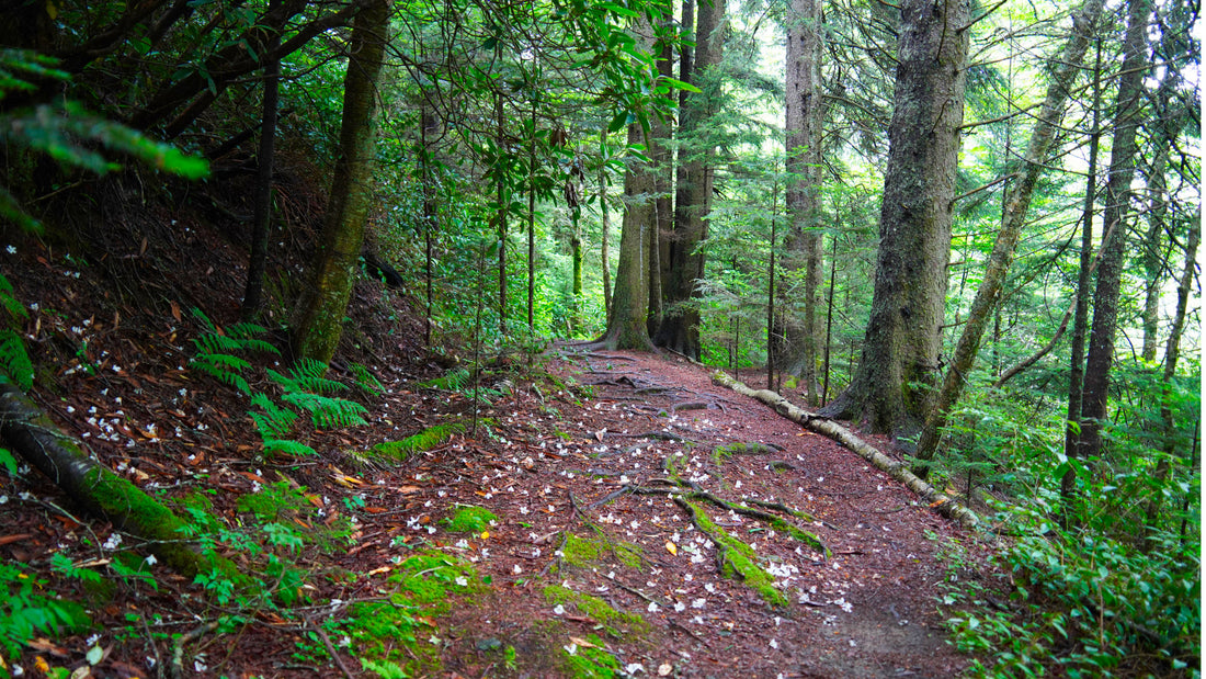 Mountains to Sea Tr. near Mt Hardy in Middle Prong Wilderness
