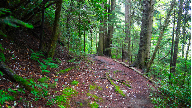 Mountains to Sea Tr. near Mt Hardy in Middle Prong Wilderness