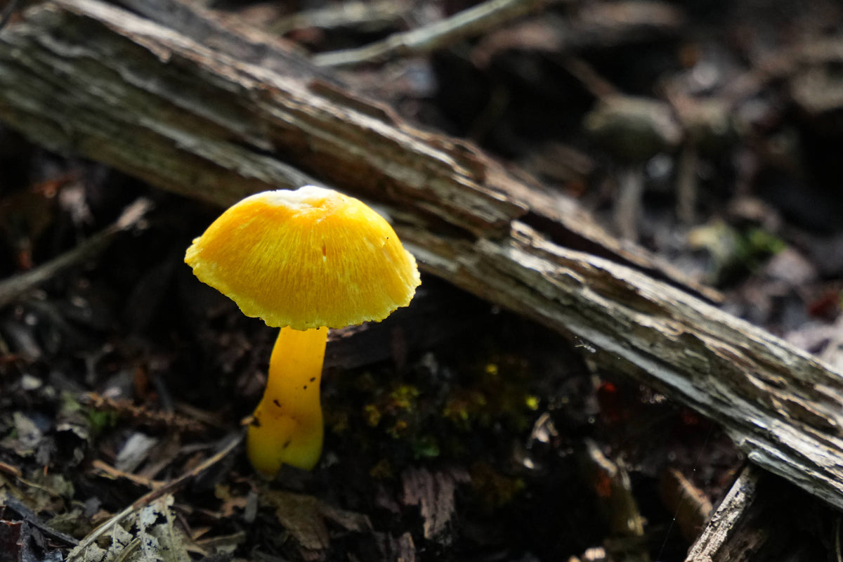 Waxy Cap [Hygrocybe flavescens]
