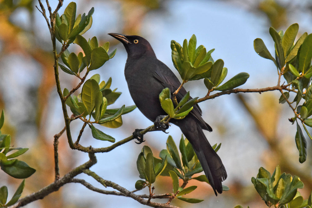 Common Grackle [Quiscalus quiscula]