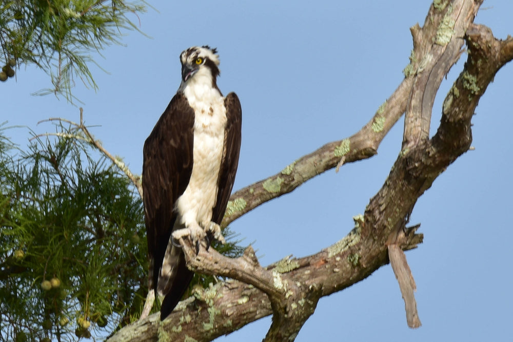Osprey [Pandion haliaetus]