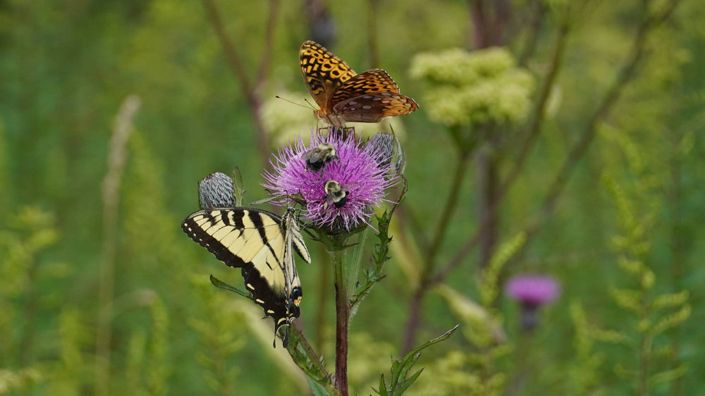 Eastern tiger swallowtail [Papilio glacus] on Thistle