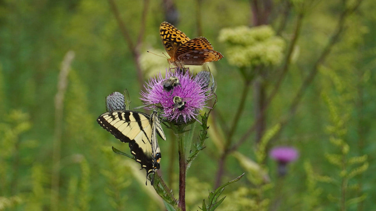 Eastern tiger swallowtail [Papilio glacus] on Thistle