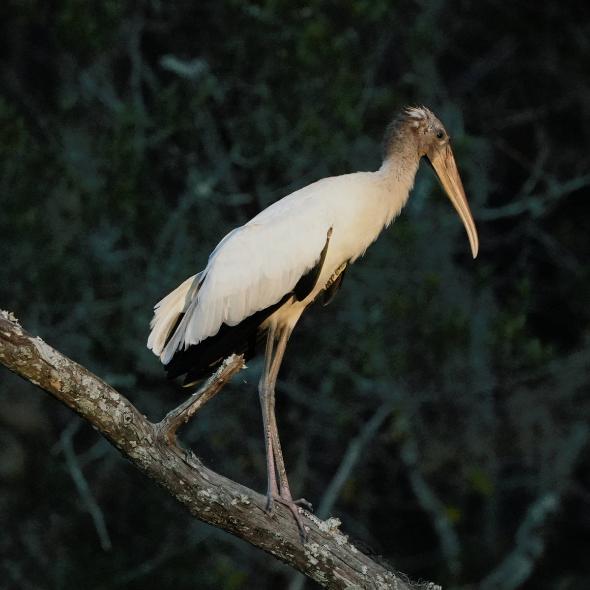 Wood Stork [Mycteria americana]
