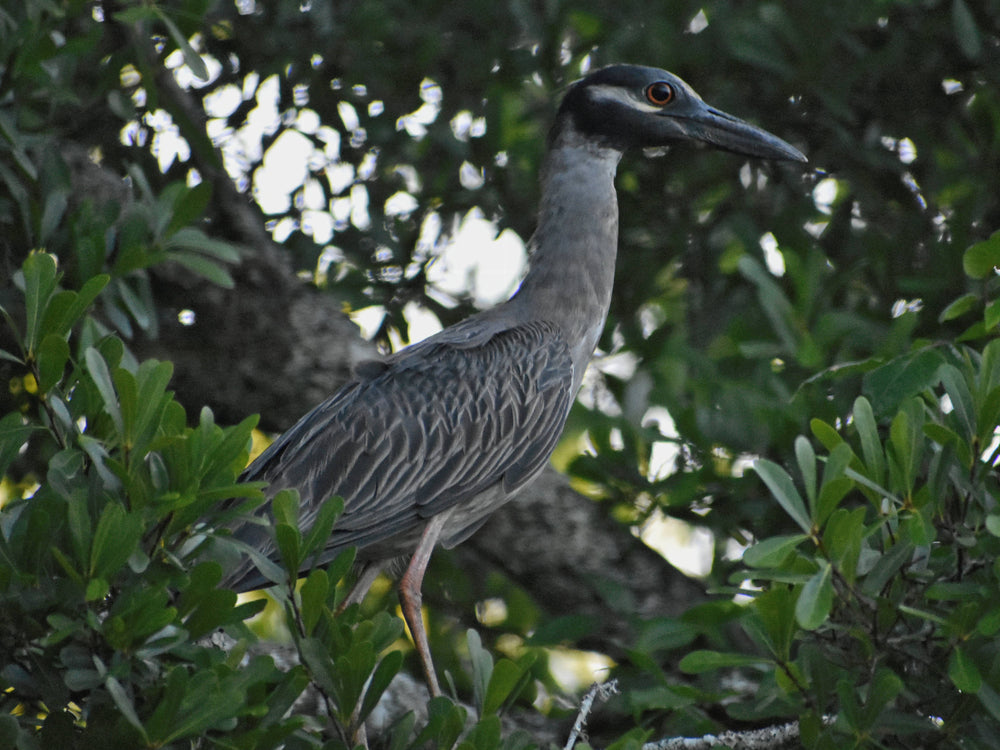 Yellow Crowned Night Heron [Nycticorax violaceus]