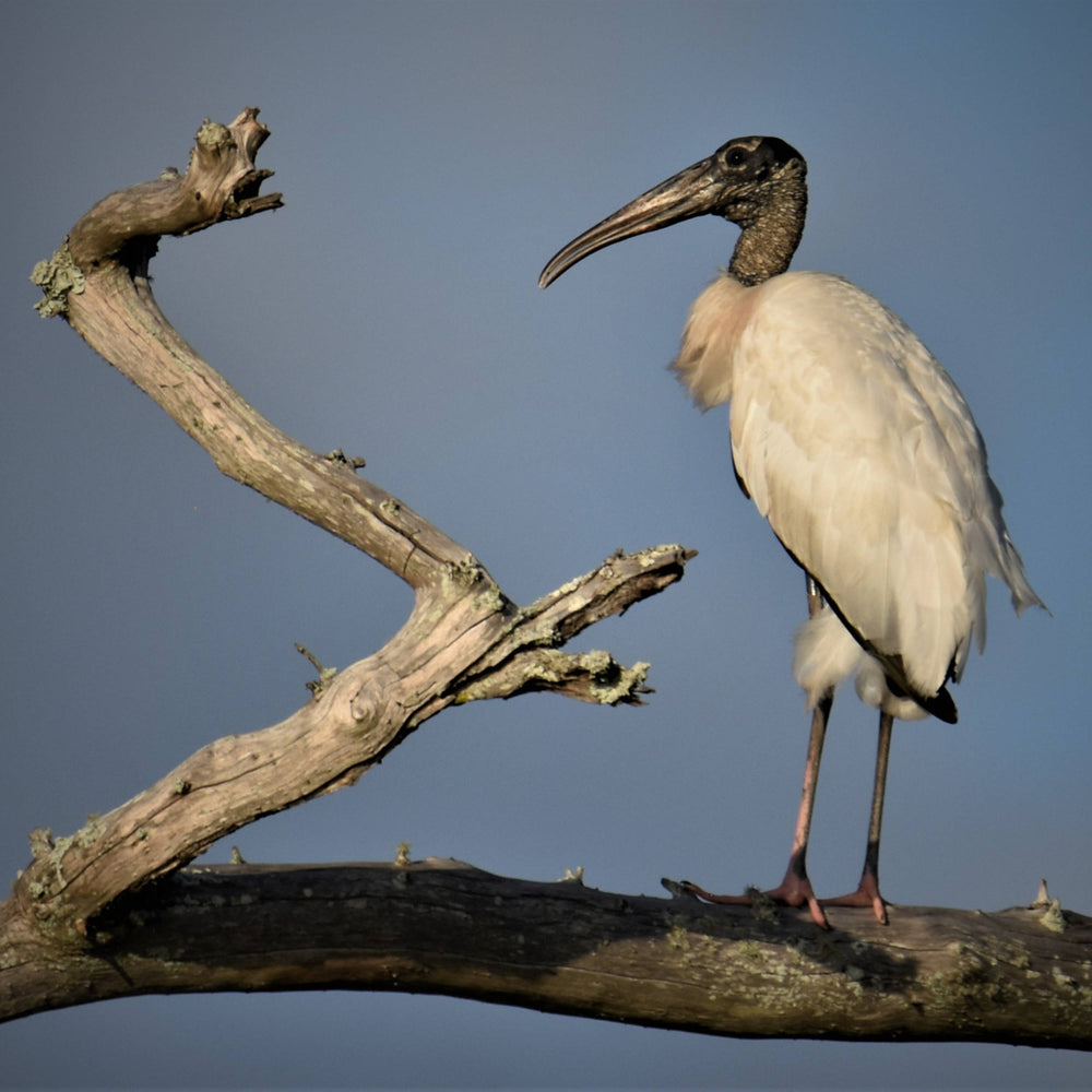 Wood Stork [Mycteria americana]