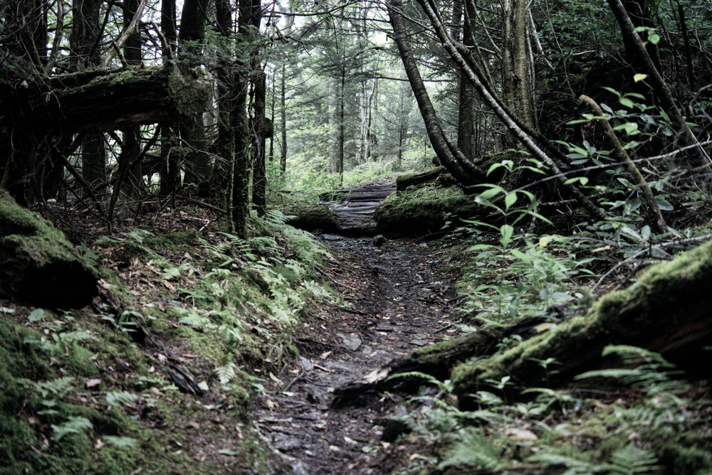 Old Railroad Grade at Buckeye Gap, Middle Prong Wilderness