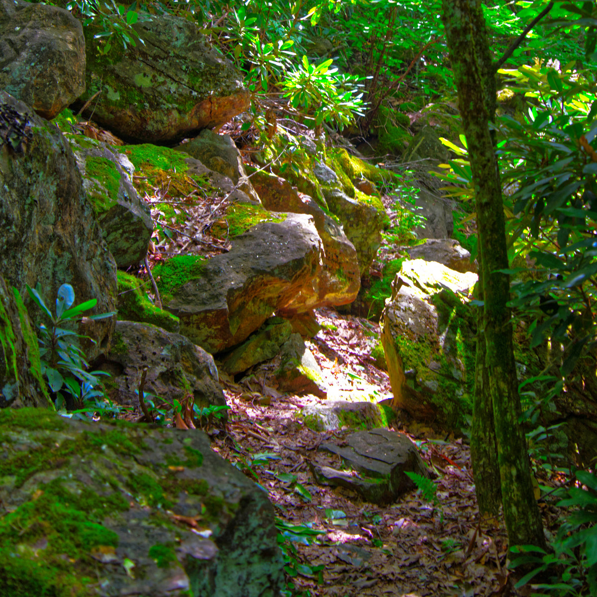 Mountains to Sea Trail near Cherry Gap