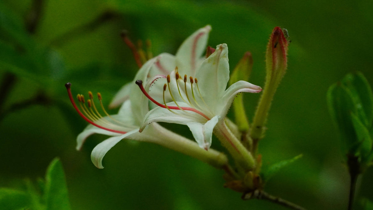 Smooth Azalea [Rhododendron arborescens] near Pilot Rock