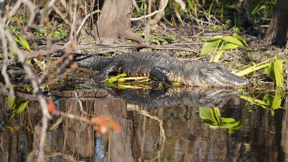 American Alligator [Alligator mississippiensis]