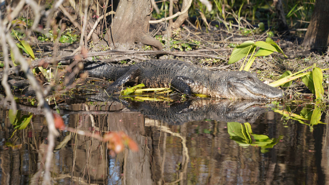 American Alligator [Alligator mississippiensis]