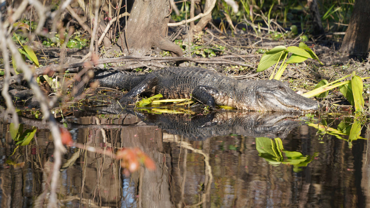 American Alligator [Alligator mississippiensis]