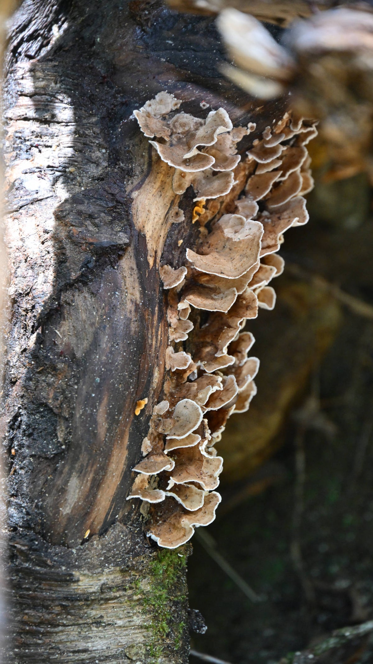 False Turkey Tail [Stereum hirsutum]